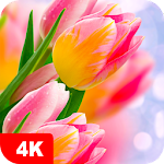 Download Tulip Wallpapers 4K 5.6.15 Apk for android