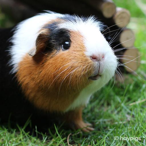 Download Guinea Pig Wallpapers HD 1.0 Apk for android