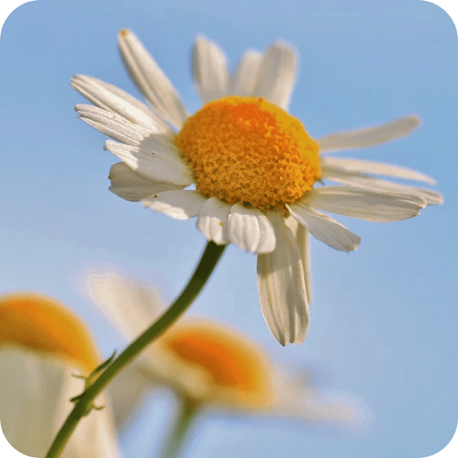 Download Mom´s Botanicals Plus 1.2.1 Apk for android