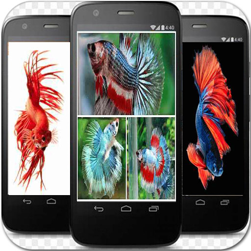 Download Betta Fish Wallpaper HD 1.8 Apk for android