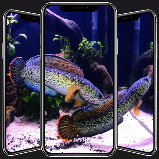 Download Channa Fish Wallpapers 26 Apk for android