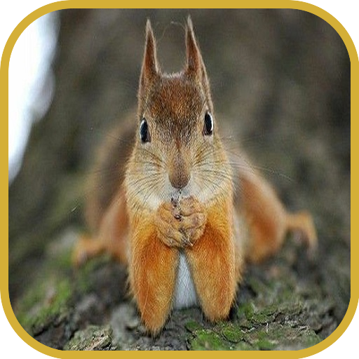 Download Squirrels 2.9.3 Apk for android