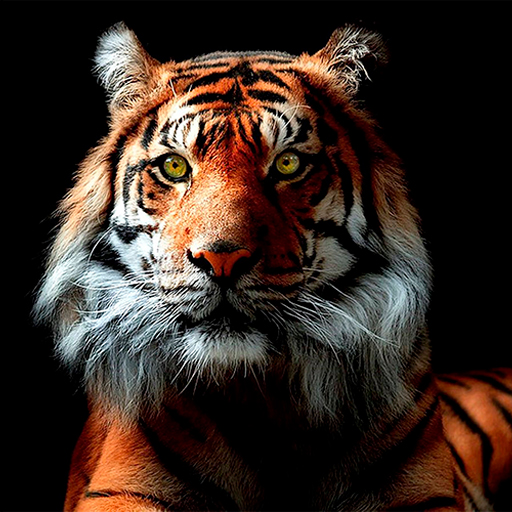 Download Fonds d'écran Tigre 4.0.tiger Apk for android